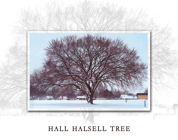 hall-halsell-tree